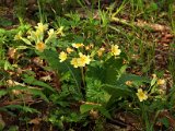 006 primula elatior.jpg